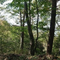 「大平山の登り口③」下見のつもりが‥‥「怖いのもすぐ忘れ」