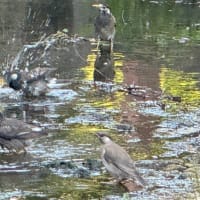 ムクドリの水浴び　住吉公園
