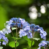 森に咲く７月の紫陽花。