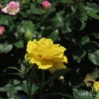 やっぱり春バラ！黄色＆オレンジ～京都府立植物園2024/5上旬（4）