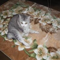 可愛いテファちゃん亡くなる
