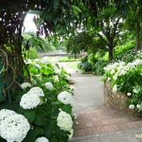 「相模原麻溝公園」では白と赤の「アナベル」ラスト景！！