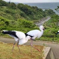 町内さわやかクラブ（老人会）の誕生会　2024年の前半を振り返って　甥っ子からトマトが届きました。