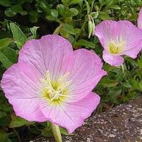 季節の花「昼咲月見草（ひる」きつきみそう）」