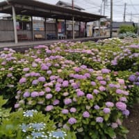 須屋駅前の紫陽花