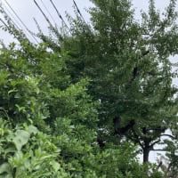 梅の実拾い
