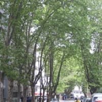 美しい街路樹 プラタナス アレルギー 南米のウルグアイ東方共和国 モンテビデオ市の住民より