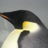 皇帝ペンギンのイヤーパッチ