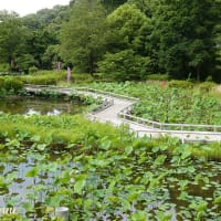 名勝、景勝、歴史三冠指定「町田薬師池公園」の全容