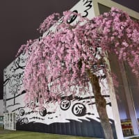 十和田官庁街の夜桜