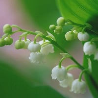 私の大好きなお花畑１