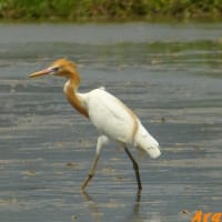 「アマサギ」②