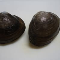 家呑み（３６５）ホッキ貝・牡蠣