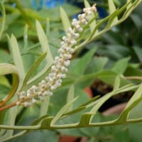 撮り溜め写真で ④、終盤の庭花とオージーちゃんの開花