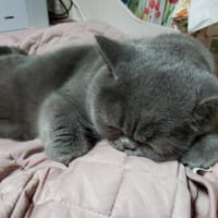 ネイルチップ