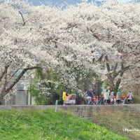 桜の季節　2024