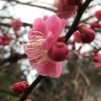 鶏むね肉のレモン風味焼き☆胸痛のあれこれ