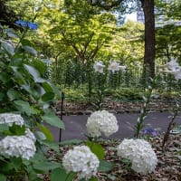 紫陽花とゆり、白の彩り。