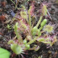 6月14日　”梅雨の頃「花」と「眺望」・「地形」を楽しむ観察会～赤城山地蔵岳・小沼・長七郎山を歩く～”　は無事終了しました