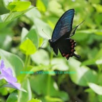 春から初夏にかけてバタフライガーデンに訪花した蝶