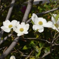 庭のハナミズキ （１） 白花種