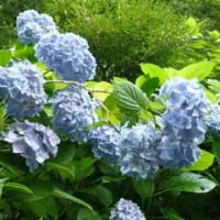 あじさい寺