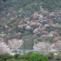 我が家の背中　正木山は山桜一色に