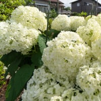 ６月１６日（月）　　歯科へ・駅まで