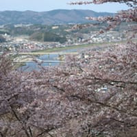 桜咲く