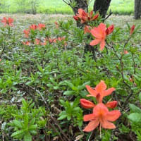 大きな声が出ないです。