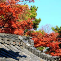 06/30奈良京都への旅-18（京都：建仁寺の紅葉、）