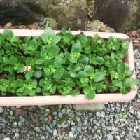 ハルオチアの緊急植え替えです