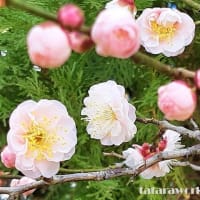 「何かいい香がすると思...」