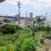 夏バテ農園