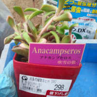 ハルオチアの緊急植え替えです