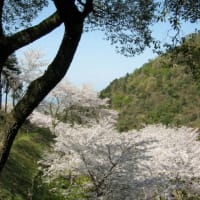 桜の園～その1