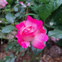 庭の花　アナベル・バラ・クチナシ