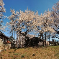 4/09 神代桜(2000年桜) 富士山と桃と桜　(山梨)