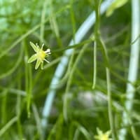 イケメンワンコになって・・・
