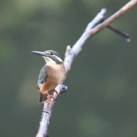 最近はあまり見られなくて・・・カワセミ