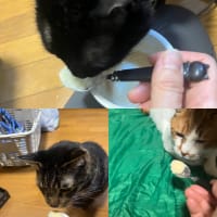 2025/7/14の歯磨きタイム