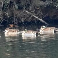 06/23探鳥記録写真：２月に出会った鳥たち②