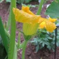 カボチャ雌花と雄花♪　　　+　　情報
