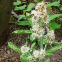 水戸で最近繁茂しつつある外来植物