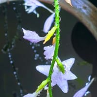 JULIE喜寿おめでとう。雨上がりに透明な雫つけた擬宝珠