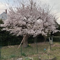 桜ほぼ満開