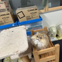 きょうのメルロー