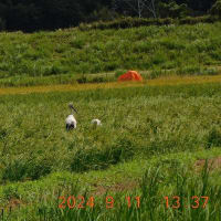 2024年09月12日　コウノトリ目撃情報