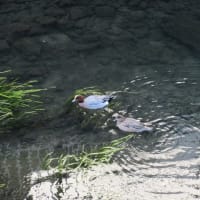 冬の善福寺川