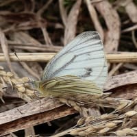 カタクリの里